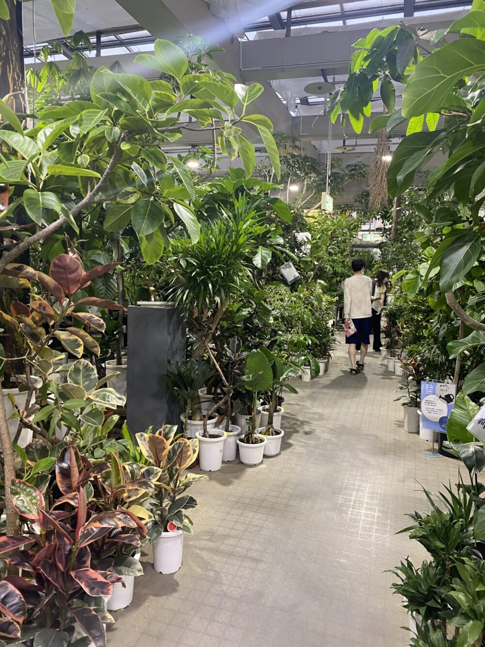 プロ厳選 東京近郊のオシャレな観葉植物店 Interior Idea